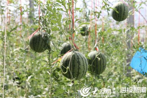 宁陵县吃瓜事件视频,一场引发热议的网络风波