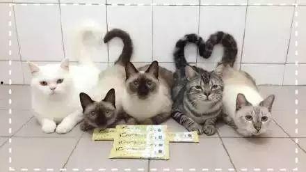 猫萌吃瓜视频,萌态百出,带你领略萌宠趣味时光