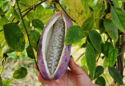 寻找野外八月瓜吃的视频,揭秘八月瓜的采摘技巧与美味分享