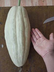 小圆瓜有毒吗可以吃吗视频,有毒还是美味?安全食用指南