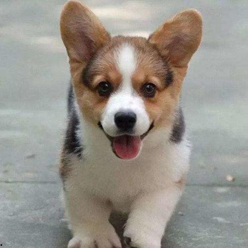 柯基犬吃哈密瓜视频播放,萌态百出视频播放量飙升