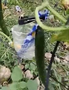 临夏最新吃瓜事件真相视频,真相视频曝光,真相令人震惊!