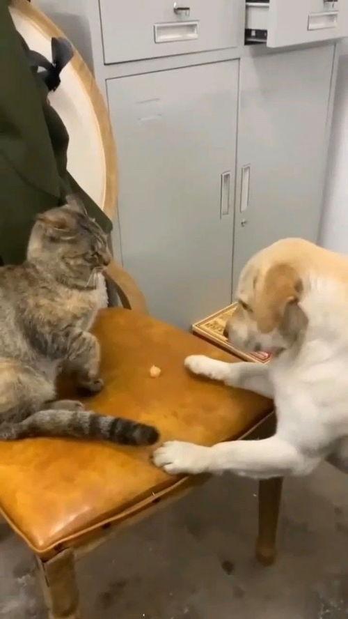 吃瓜狗挨了一巴掌视频,网络暴力引发热议