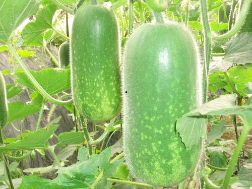 盐城吃瓜爆料视频大全,揭秘当地热点事件