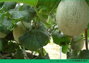 吃哈密瓜变成猴子视频,视频揭秘吃瓜变猴之谜