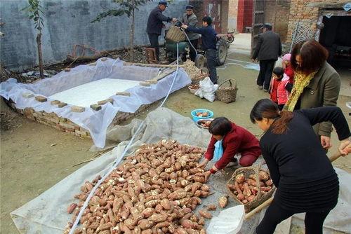 砀山县吃瓜事件视频最新,一场引发热议的网络视频风波