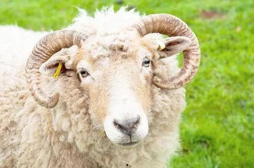 三只羊的视频吃瓜,一场羊群欢乐盛宴