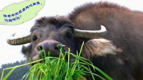 牛吃老憨瓜的视频在线观看,一场爆笑乡村生活的欢乐盛宴