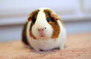 荷兰猪吃哈密瓜视频播放,萌宠美食瞬间走红网络