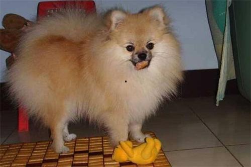 博美犬吃清瓜好吗视频,博美犬食用清瓜的利弊分析