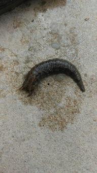 小瓜虫吃蚂蝗视频,一场惊心动魄的生态对决