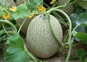 萌宝吃哈密瓜视频大全集,视频大全集欢乐回顾