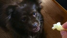 狗子吃瓜配音视频大全,萌宠搞笑瞬间大盘点