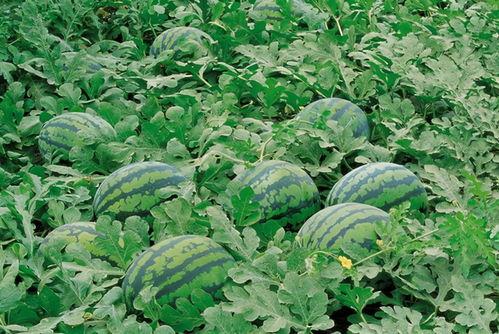 富士康近期吃瓜视频大全,揭秘科技巨头背后的真实故事