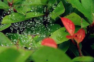 小暑吃瓜最新视频,最新视频带你领略夏日清凉美食