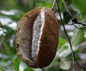 吃八月瓜视频搞笑段子