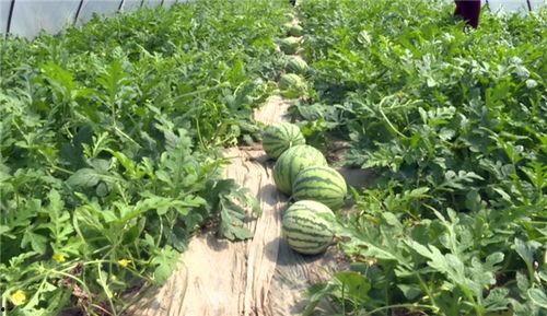 河北最新吃瓜事件视频,视频揭秘惊人真相